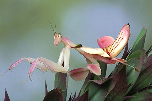 Orchid Mantid