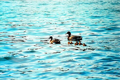 Ducks On Water