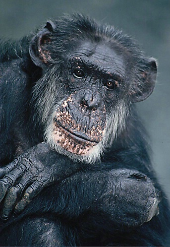 Aging Chimp