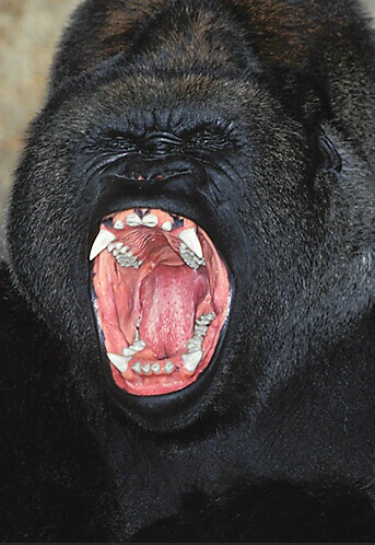 Gorilla Yawn