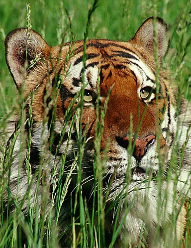 Male Bengal in Grass