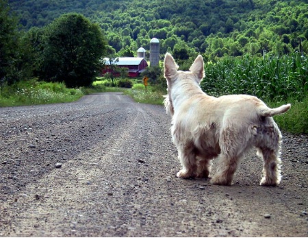 The Long Walk Home