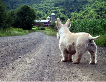 Photography Contest Grand Prize Winner - August 2002: The Long Walk Home