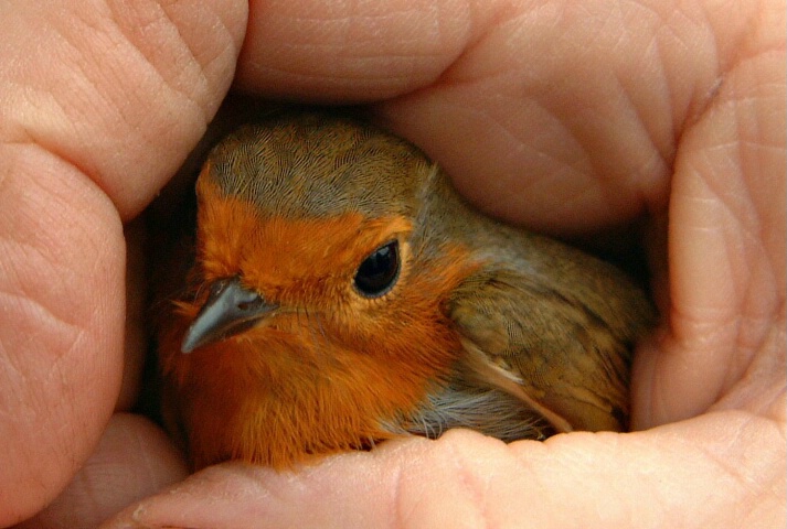 Conservatory visitor