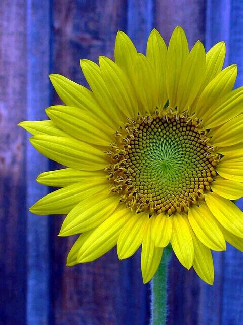 sunflower blue