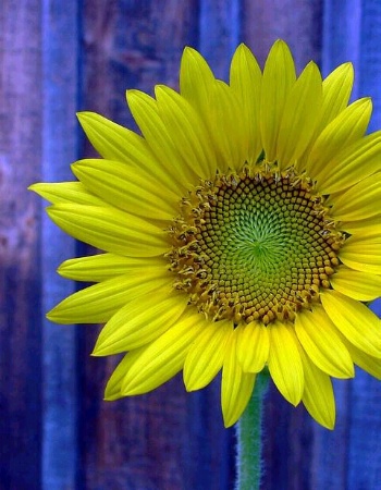 sunflower blue