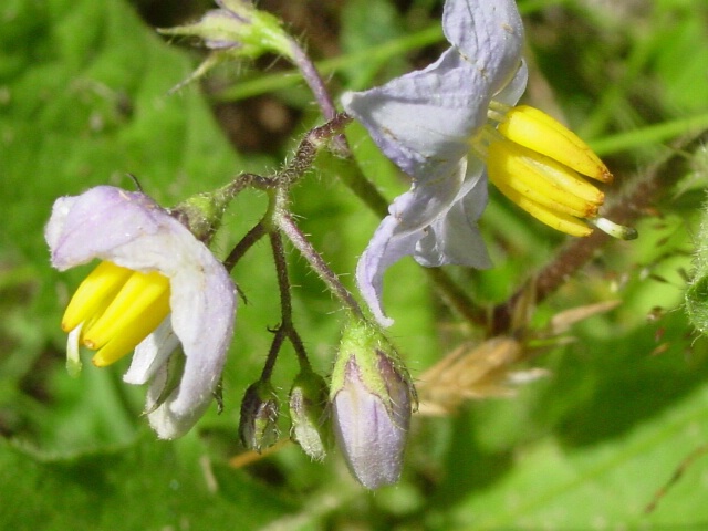 horse nettle