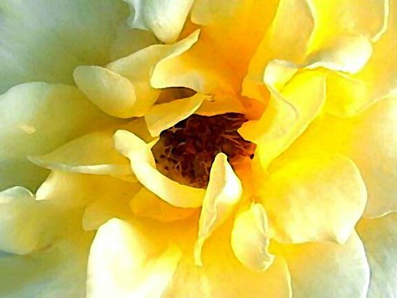 Yellow Rose 101