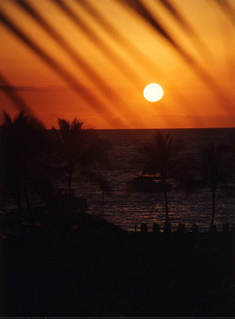 Palm Frond Sunset