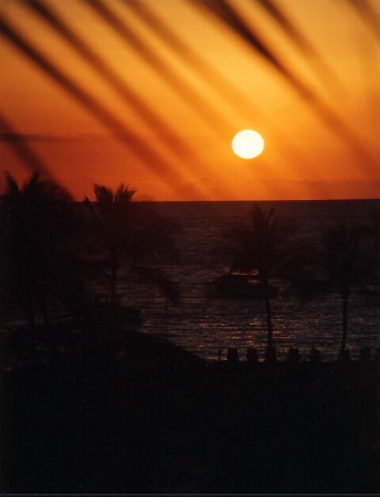 Palm Frond Sunset