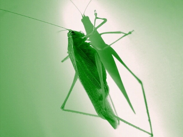 Two Silhouettes on the Shade