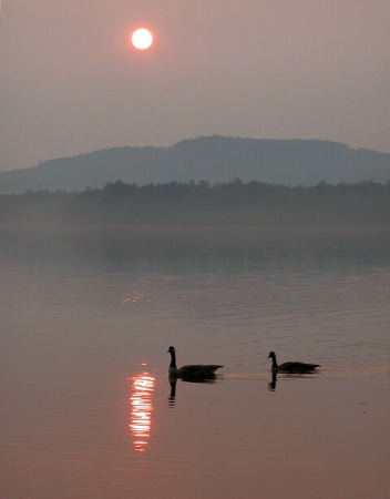 Geese at Dawn