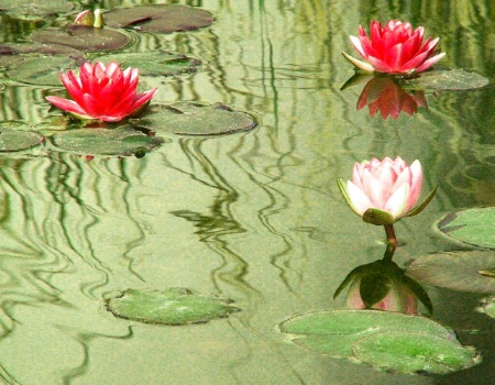 Lilies in a pond