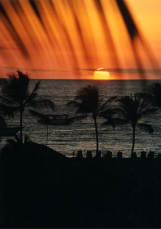 Palm Frond Sunset, #2