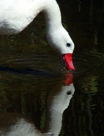 A White Goose