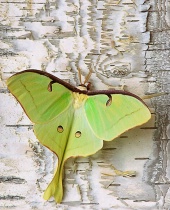 Photography Contest Grand Prize Winner - September 2002: American Moon Moth