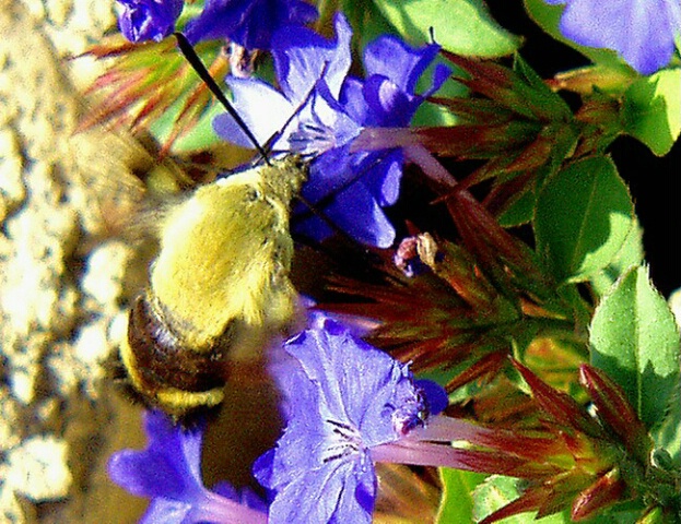 example2 Hummingbird moth