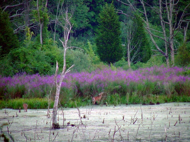 beaver pond in july