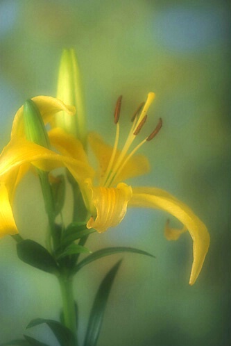 Yellow Asiatic Lily in Soft Focus