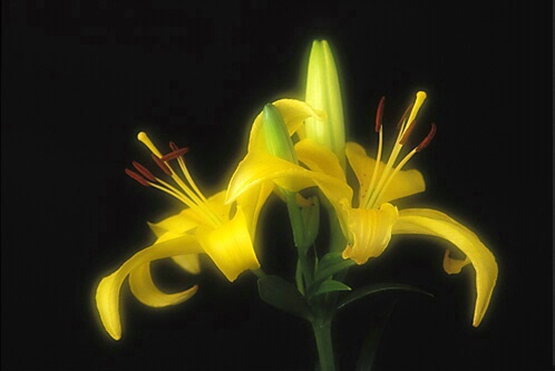 Yellow Asiatic Lilies in Soft Focus