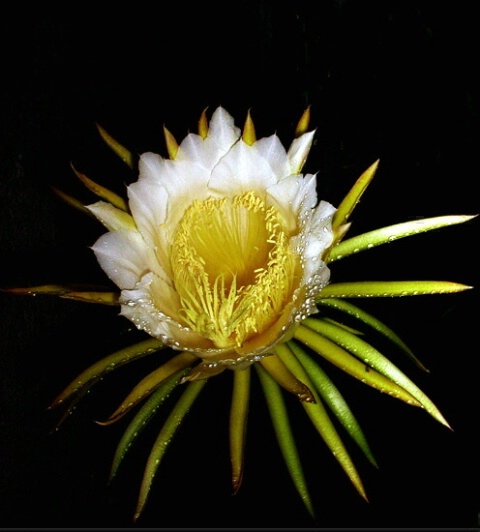 night flower(cactus)