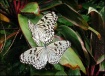 Butterflies by Tw...