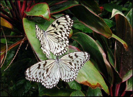 Butterflies by Two