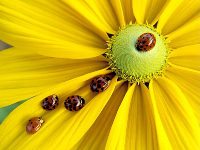 Lady Bug Parade