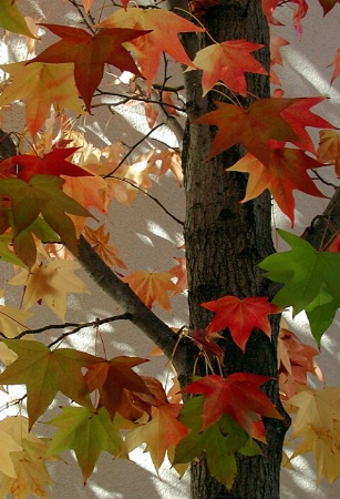 Autumn Spectrum