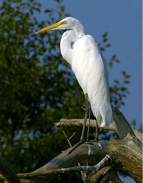 Big Egret