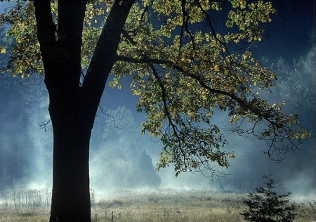 Backlight & Morning Mist