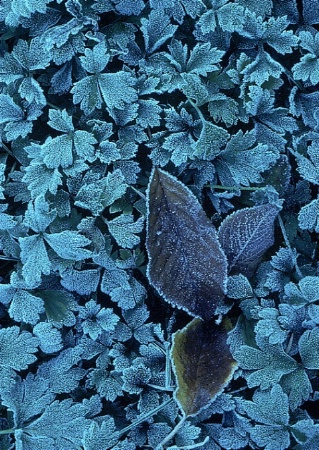 Frosted Garden 2