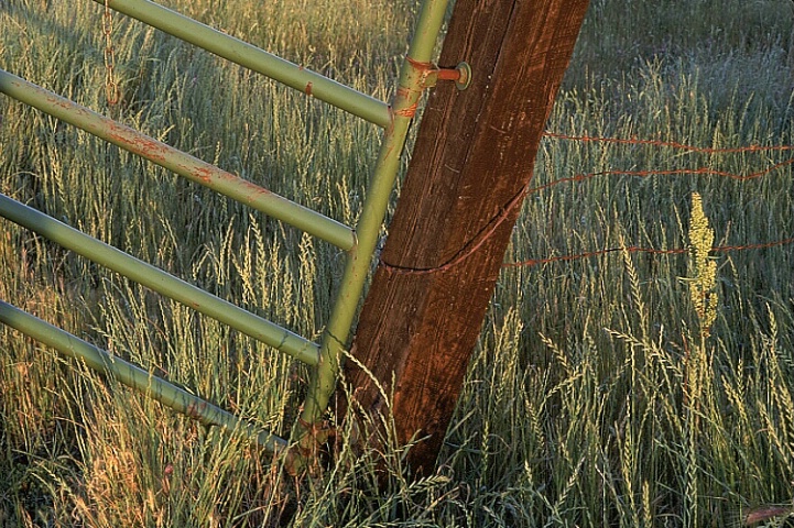 Fence & Grass