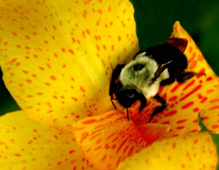 Huge Bee on Canna Flower