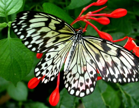 Large Butterfly on Red Flowers