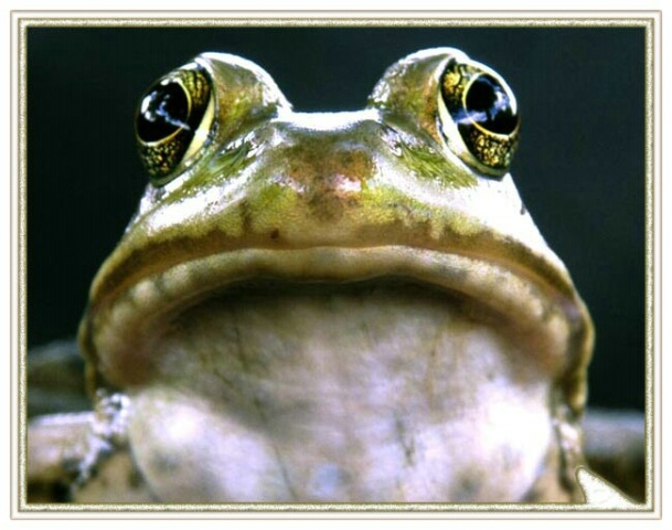 Portrait of a Froggy