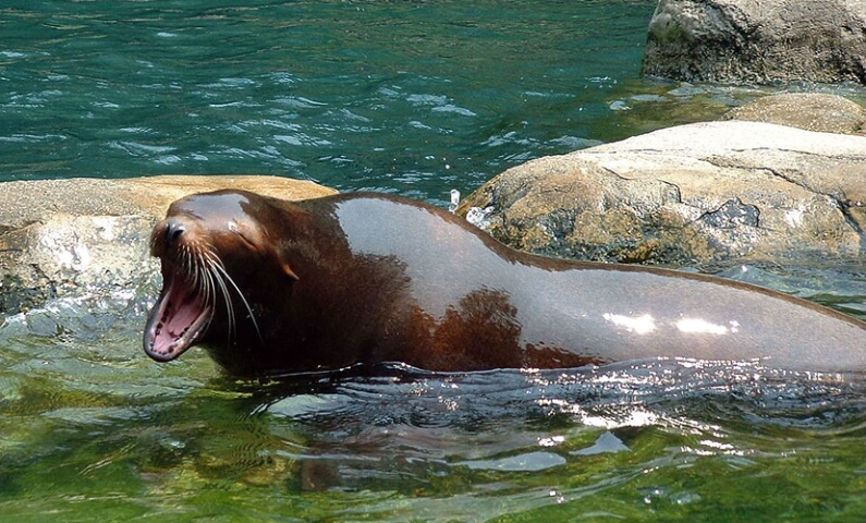 sea lion