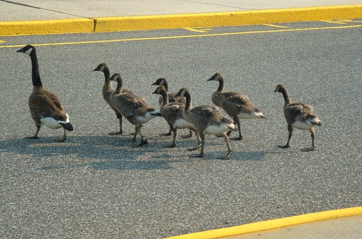 Mother Goose and Her 7 Adolescents