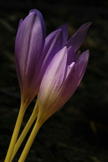 Fall Crocus