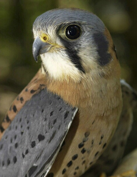 American Kestrel