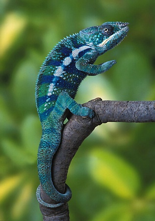 Panther Chameleon