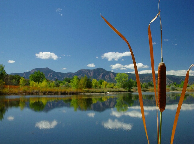 Cattail With A View