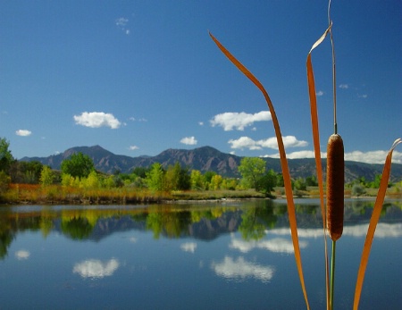 Cattail With A View