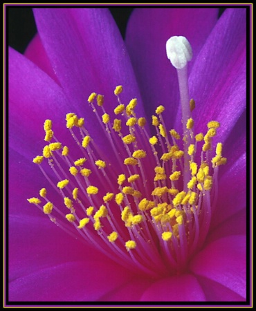 Cactus Blossom Closeup