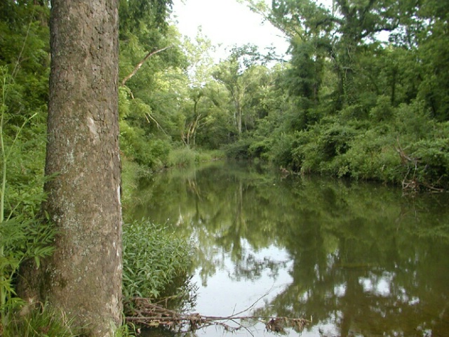 Jungle Stream in Missouri