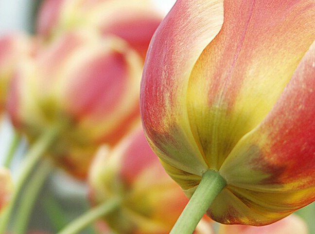Tulip Sway