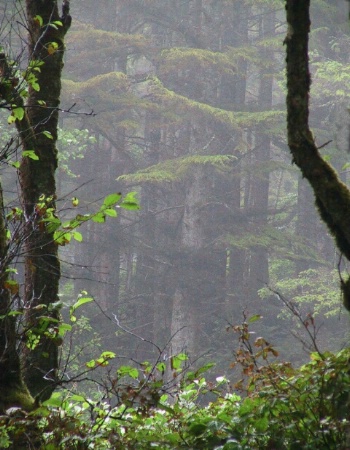 Foggy forest