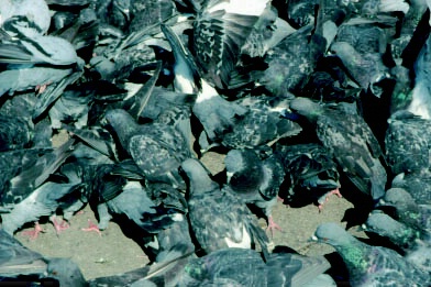 Venice Pigeons
