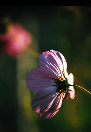 Flower In Morning Light