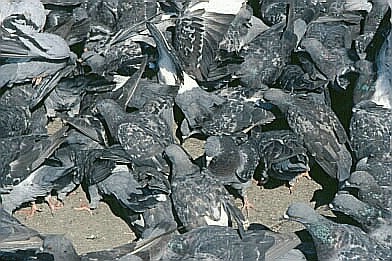 Piazza Pigeons